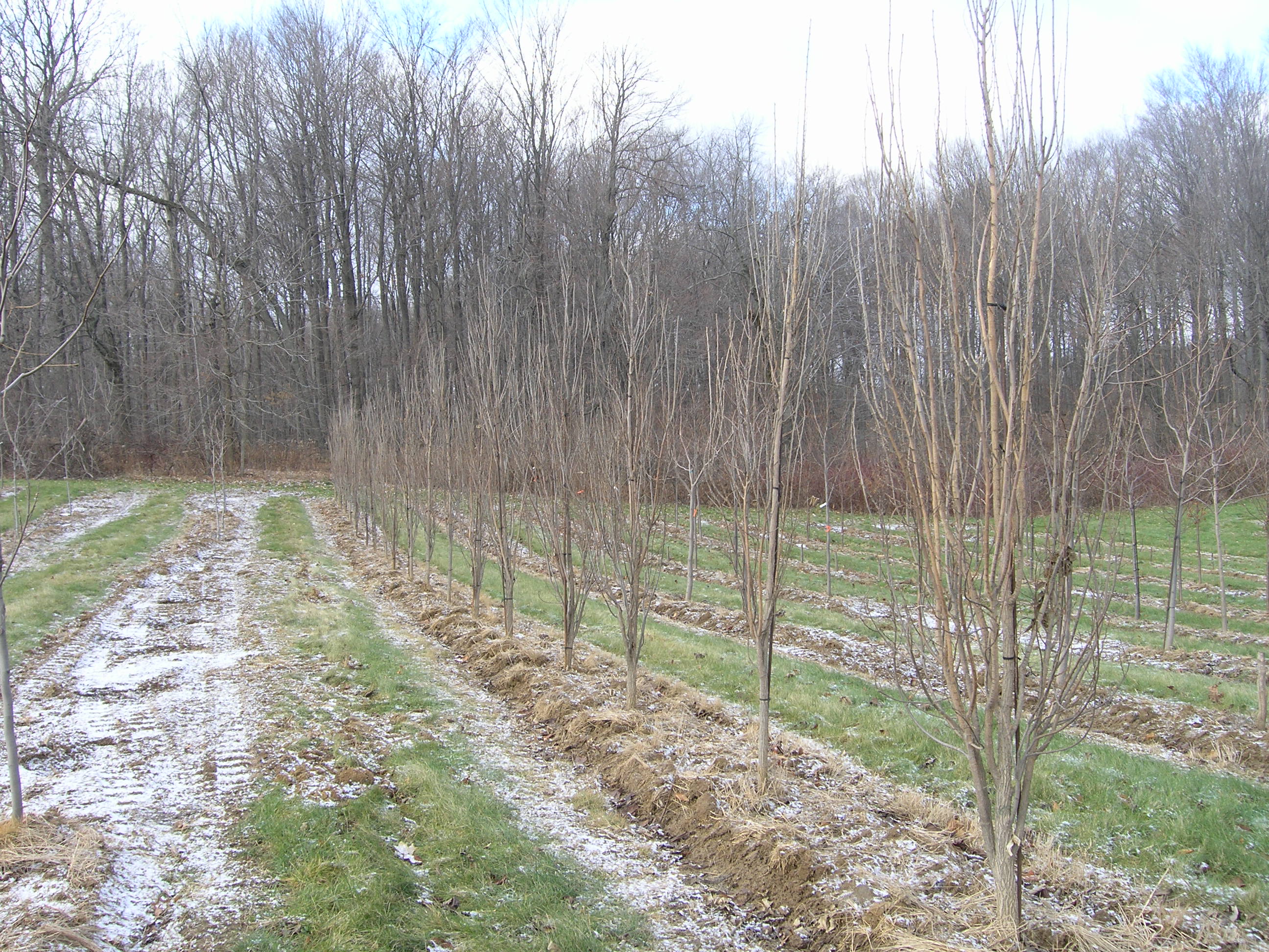 Celtis occidentalis ‘Prairie Sentinel’